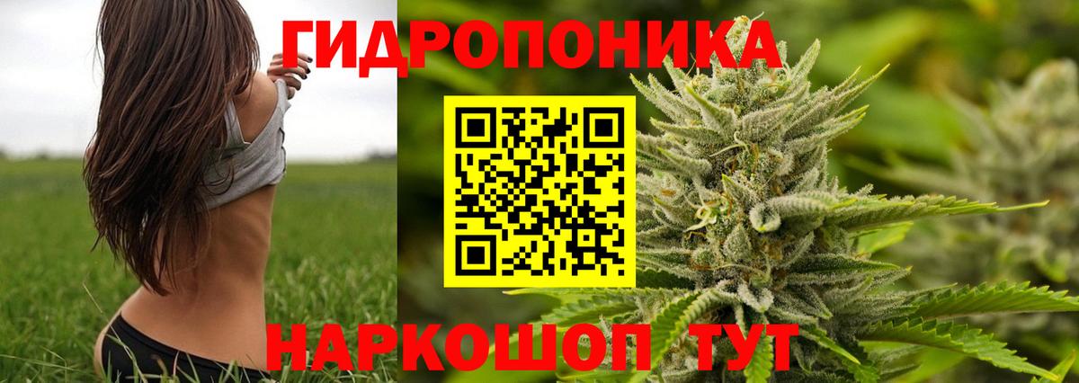 МАРИХУАНА LSD WEED  Конопля LSD WEED  Выборг  Канабис гибрид 